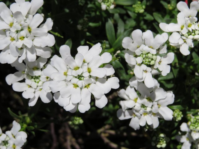 CandyTuft.JPG