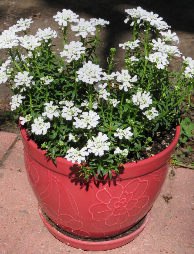 FlowrePot4.JPG