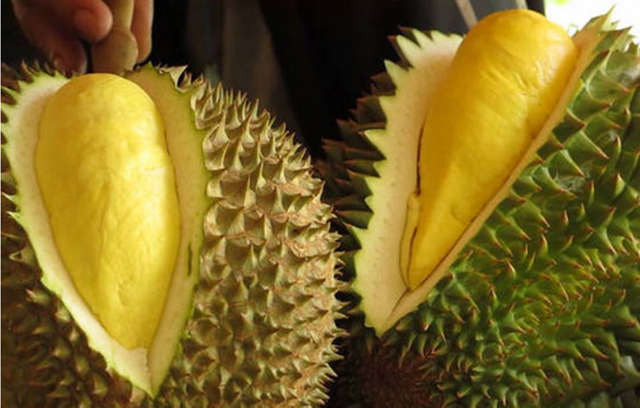 durian1.png