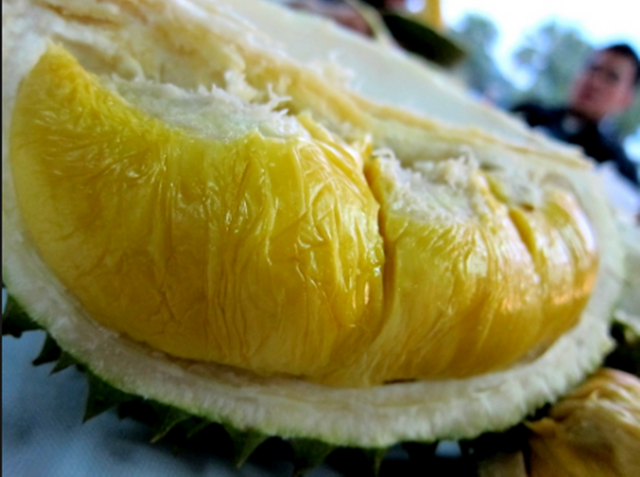 durian4.png