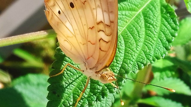 mariposa macro.jpg