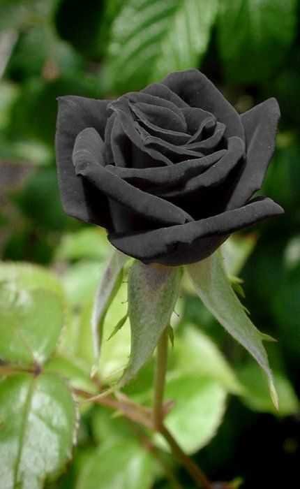 bunga-mawar-hitam-langka.jpg