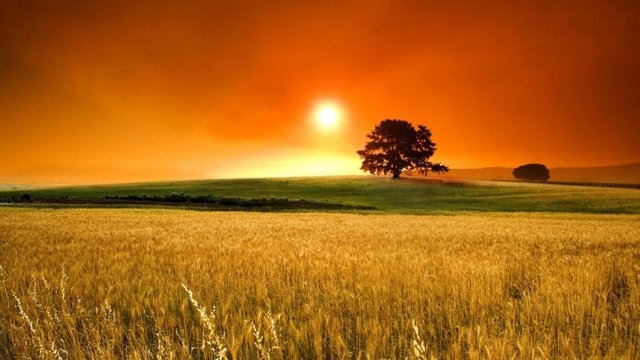 fields-field-golden-orange-tree-grass-sunset-sun-wheat-living-nature-country-sky-wallpaper-background-free-1366x768.jpg