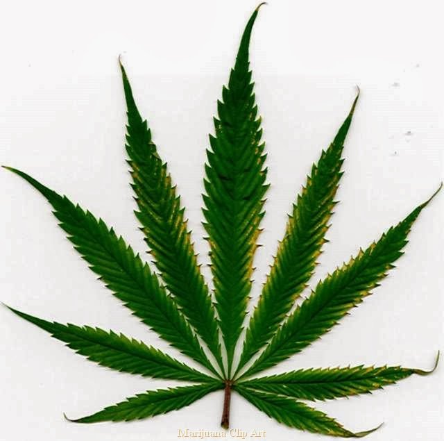 marijuana_leaf.jpg