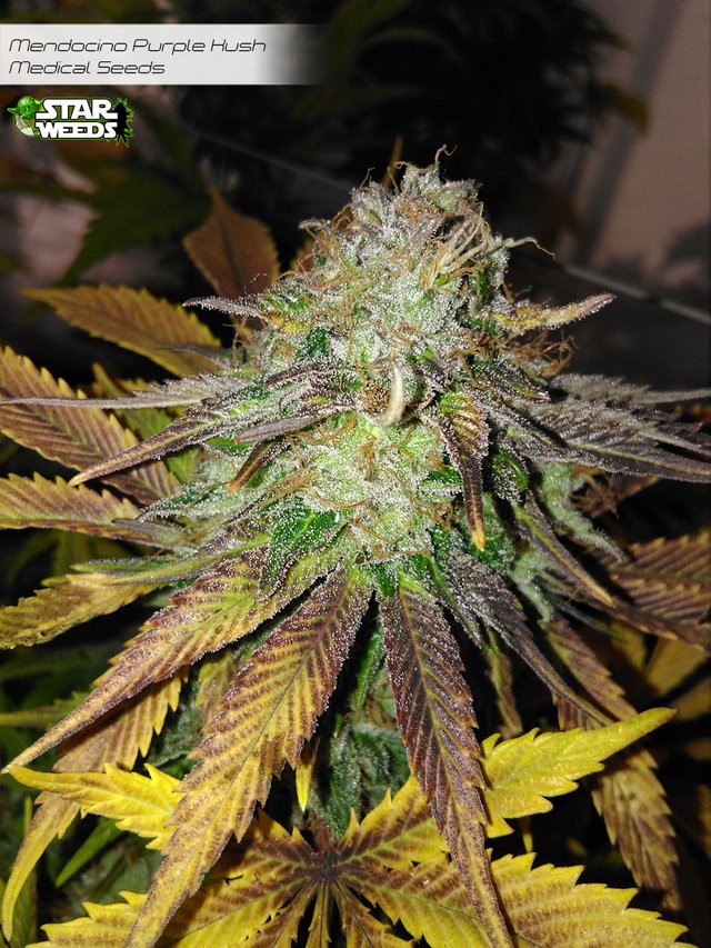 Starweeds_mendocinopurplekush_medicalseeds.jpg