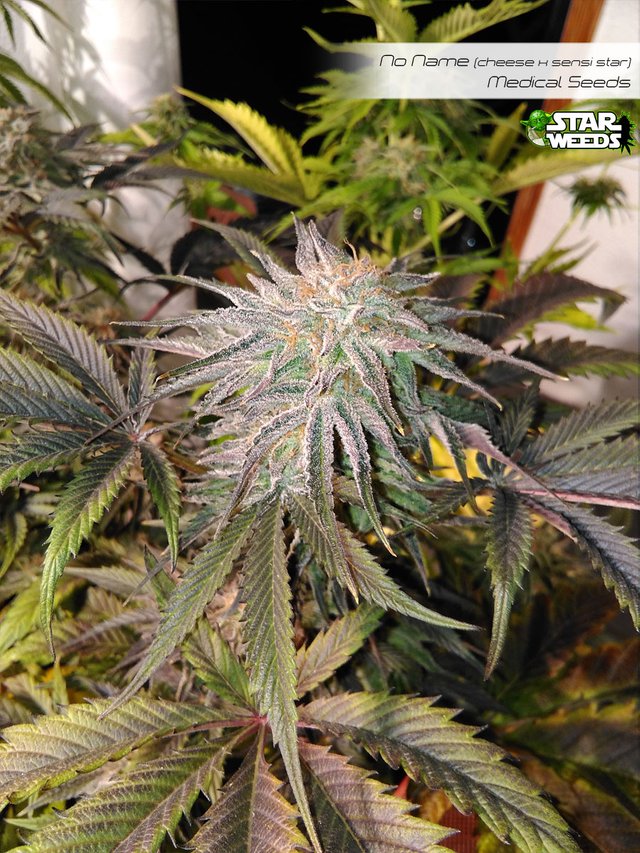 Starweeds_NoName-cheese-pheno2.jpg