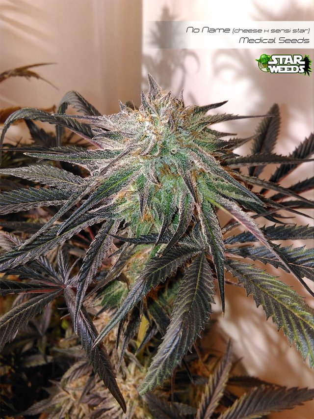 Starweeds_NoName-cheese-pheno4.jpg