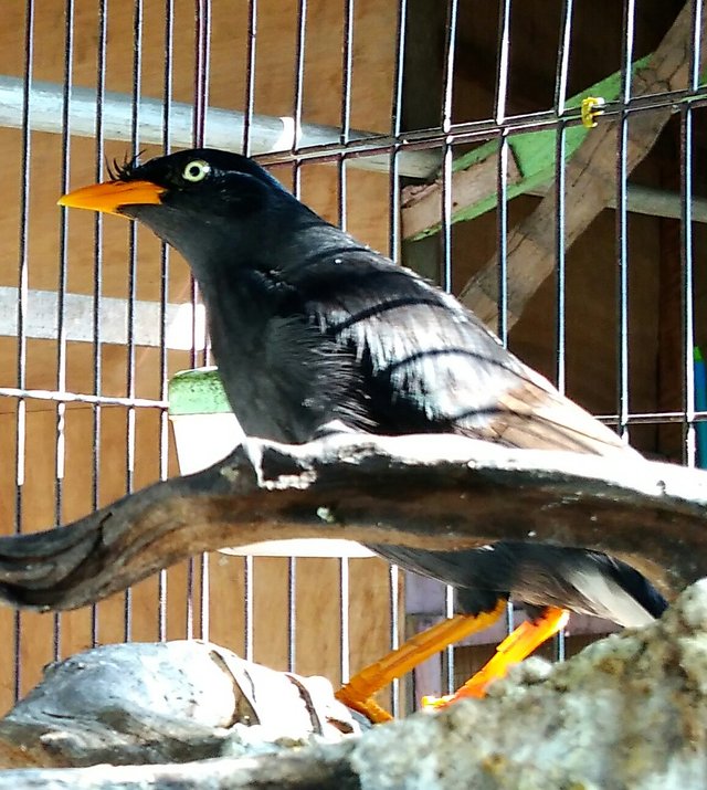 Burung Jalak Kerbau Mata Putih Steemit