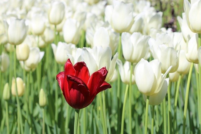 tulips-2439076_640.jpg