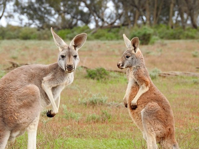 kangaroos-1563624_960_720.jpg