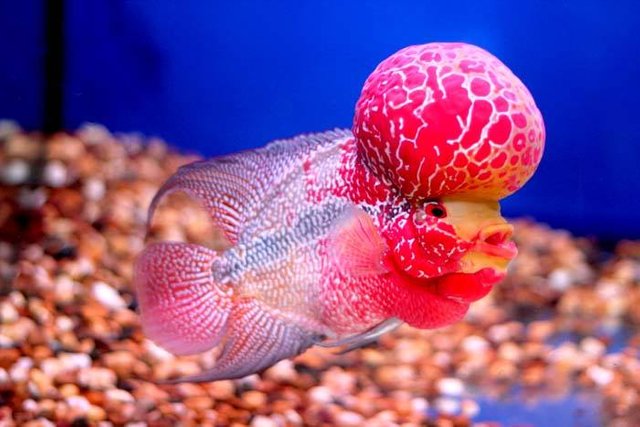 Flowerhorn-Red-Dragan-Super-Red.jpg