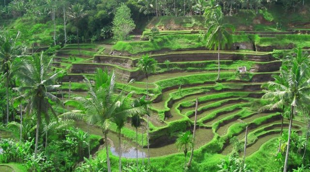 ubud.jpg