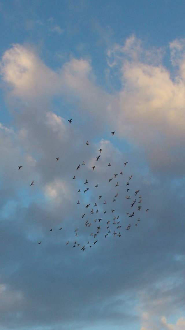 Flock_of_birds-d581d9ca-6887-3876-9a06-00c742beb63b.jpg