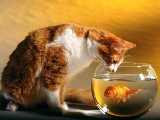 Cat and Fish.png