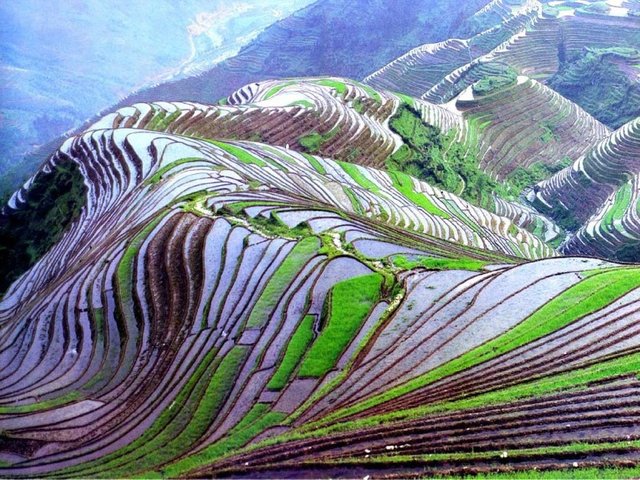 Rice-Field-Terraces-China-cheapflightscheaphotels.com_.jpg