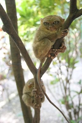 tarsius.jpg