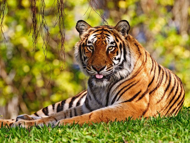 Animals Wallpapers 4.jpg