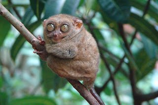 Tarsius bancanus MANTILIN.jpg