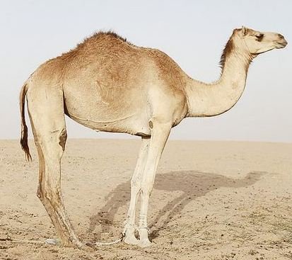 Camel-can-drink-200-liters-which-is-approximately-53-gallons-of-water-in-3-minutes-kibrarn.jpg