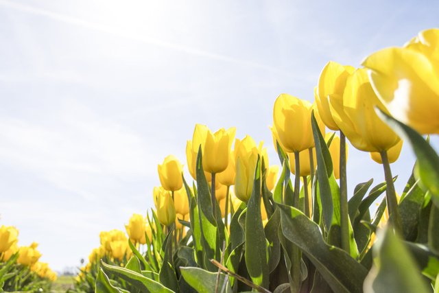 tulips-netherlands-flowers-bloom-159406.jpeg