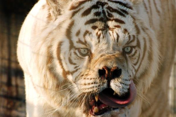 selective-inbred-white-tiger.jpg