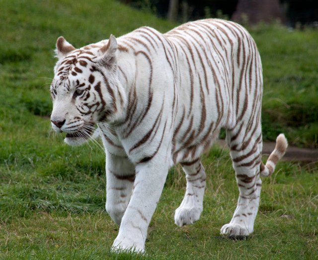 White_Tiger_6_(3865790598).jpg