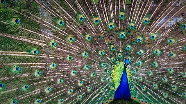 peacock-1246843_640.jpg