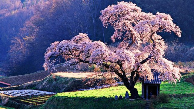 Japanese-Cherry-beautiful-tree-960x540.jpg