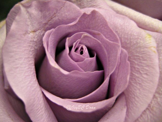 light pink rose.JPG