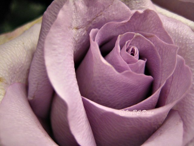 light pink rose 1.JPG