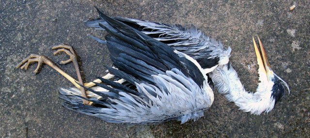 Blog Dead Heron.jpg