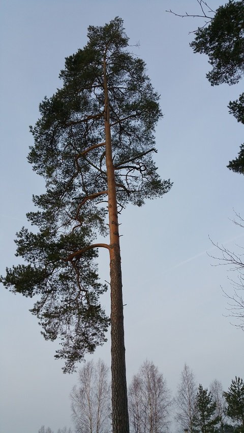 Mighty Pine.jpg