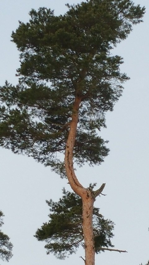 Mighty Pine1.jpg