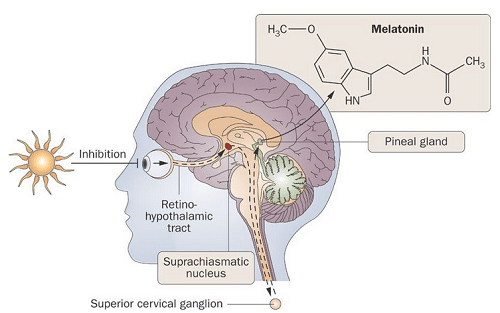 pineal-gland-melatonin-diagram.png