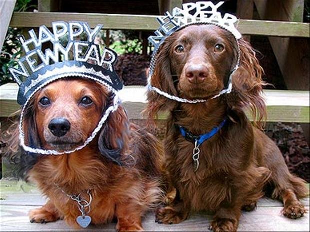 Funny-new-years-resolutions-funny-dogs.jpg