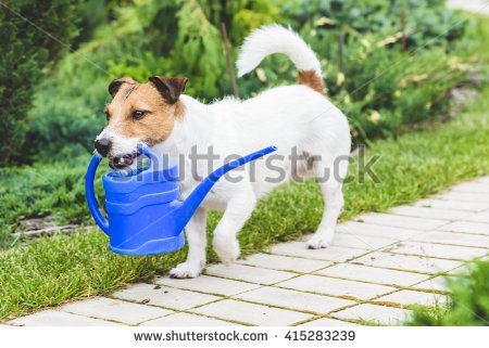 stock-photo-cute-dog-as-a-gardener-fetching-watering-can-for-irrigation-415283239.jpg