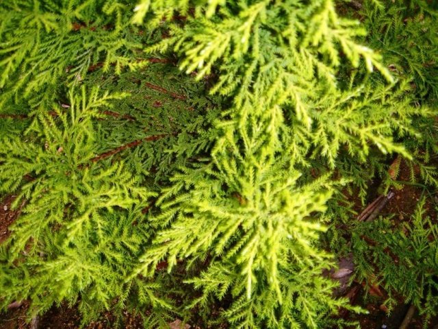 lemon-cypress-768x576.jpg