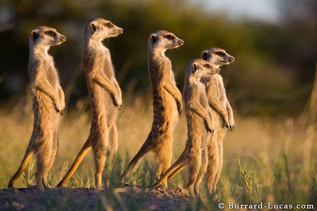 meerkat_family.jpg