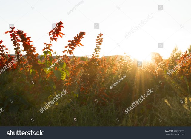 stock-photo-city-flowers-at-sunset-722928631.jpg