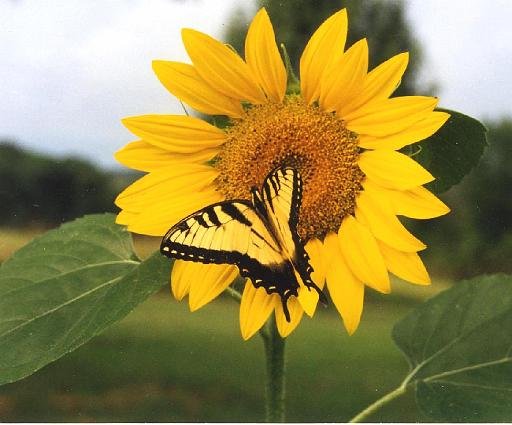sunflower-with-butterfly.jpg