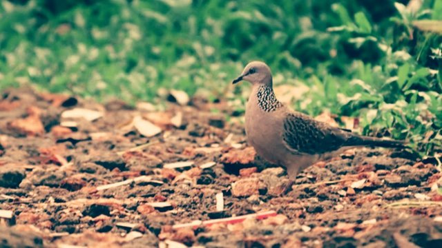 8000+ Gambar Burung Tekukur Gratis 8000+ Gambar Burung Tekukur Gratis