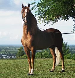 250px-Puerto_rican-Paso-Fino-Horse-chestnut.jpg