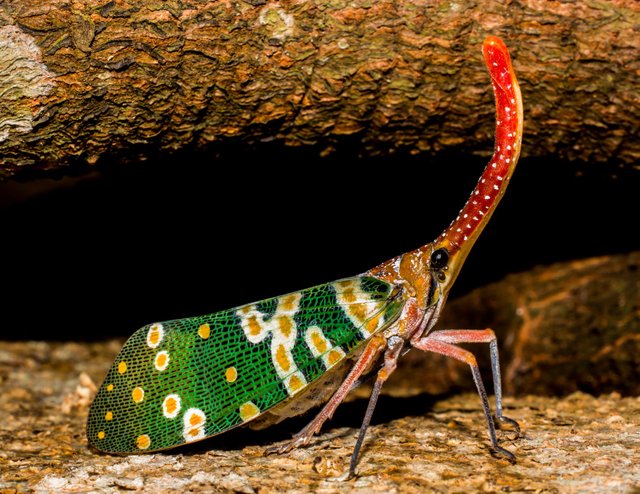 canthigaster-cicada-fulgoromorpha-insect-proboscis-60016.jpeg