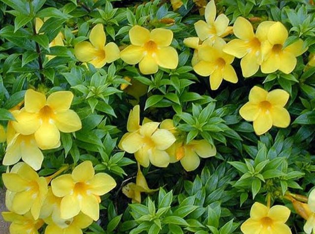 Benefits Of Flowers Allamanda Steemit