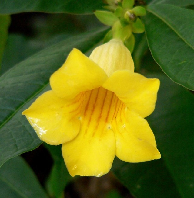 Benefits Of Flowers Allamanda Steemit