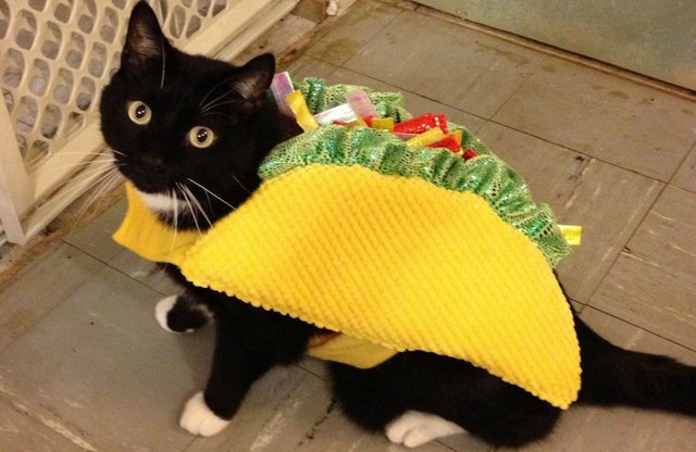 taco_cat.jpg