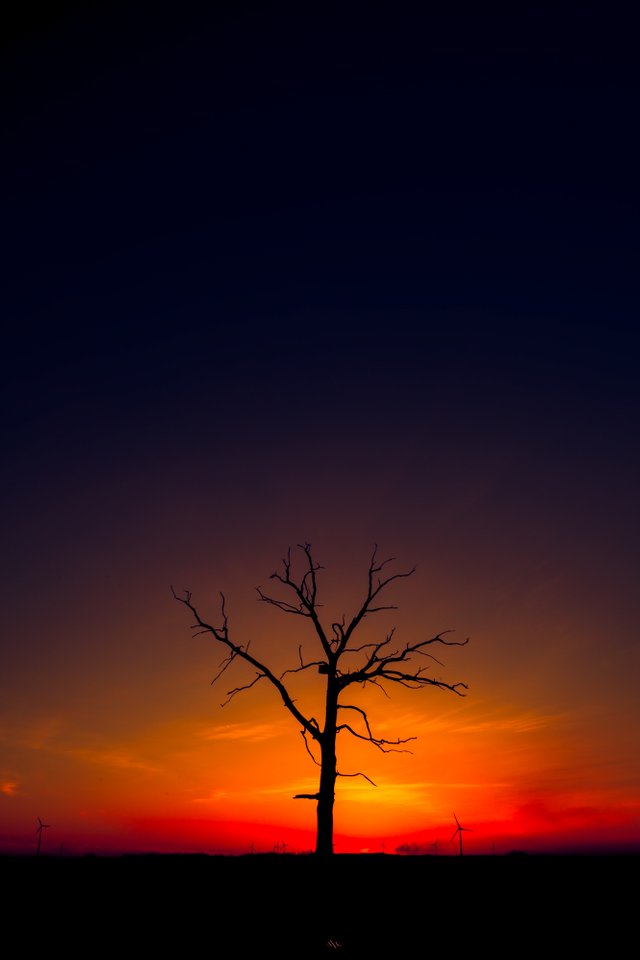 Sunrise-for-a-lonely-tree.jpg