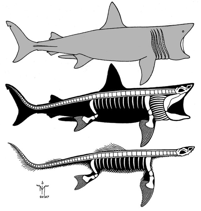 21.Basking_shark-plesiosaur.jpg