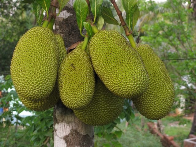 jackfruit-452532__480.jpg