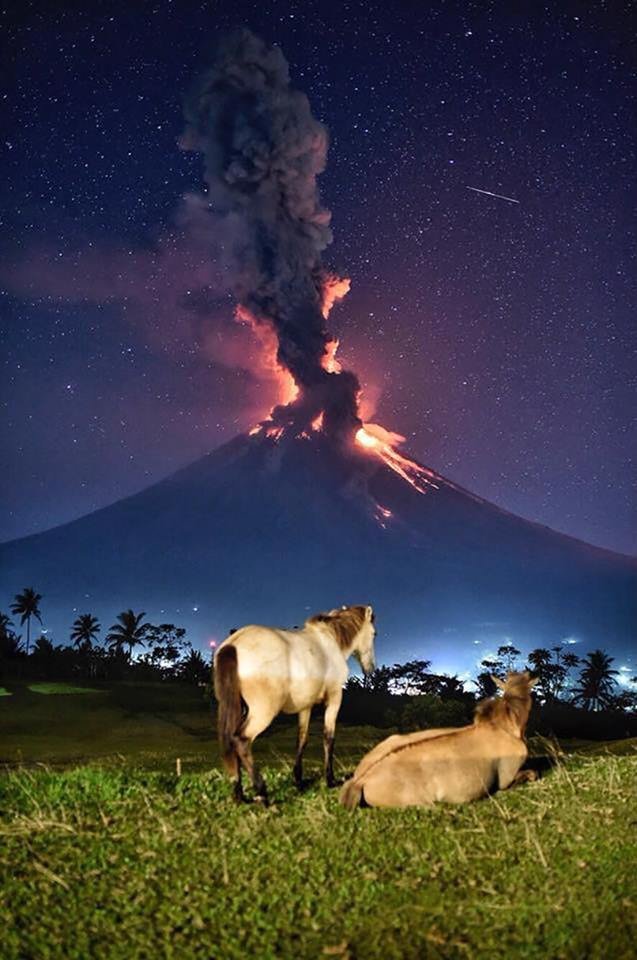 Horses watching Mayon Volcano Errupt.jpg